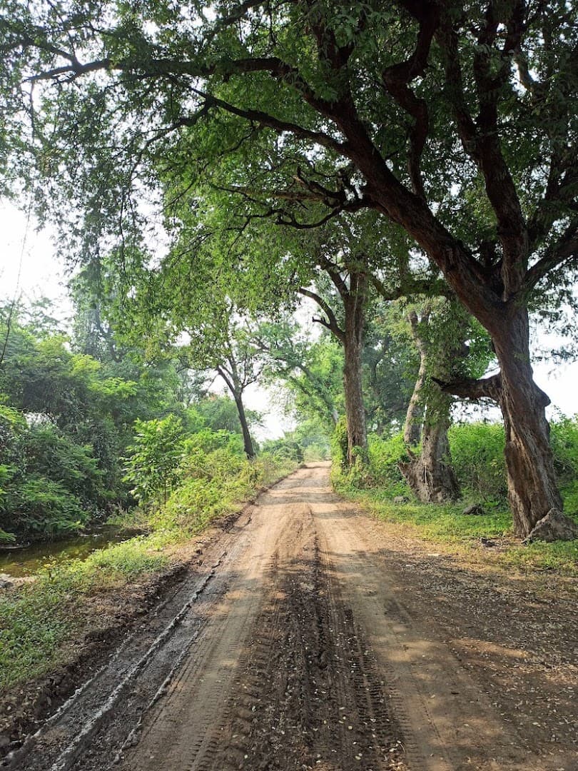 Scenic tree-lined dirt path leading to the farmhouse